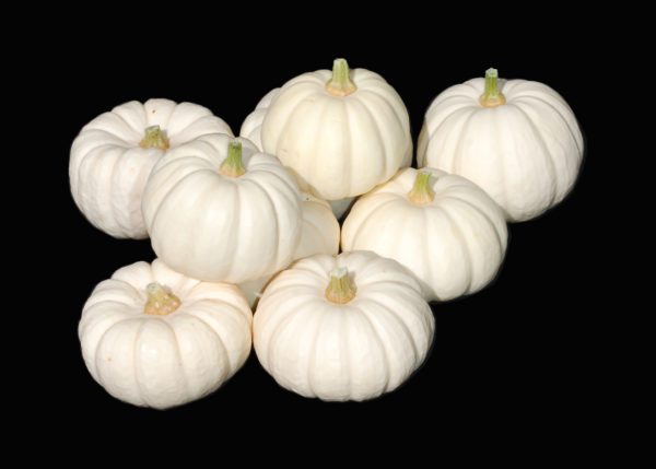 White Mini Pumpkin