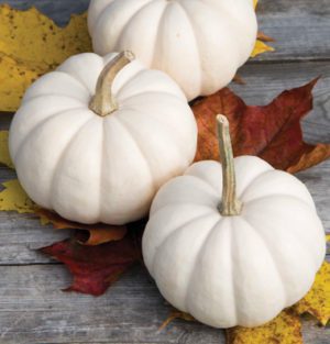 Casperita White Mini Pumpkin
