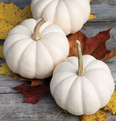 Casperita White Mini Pumpkin